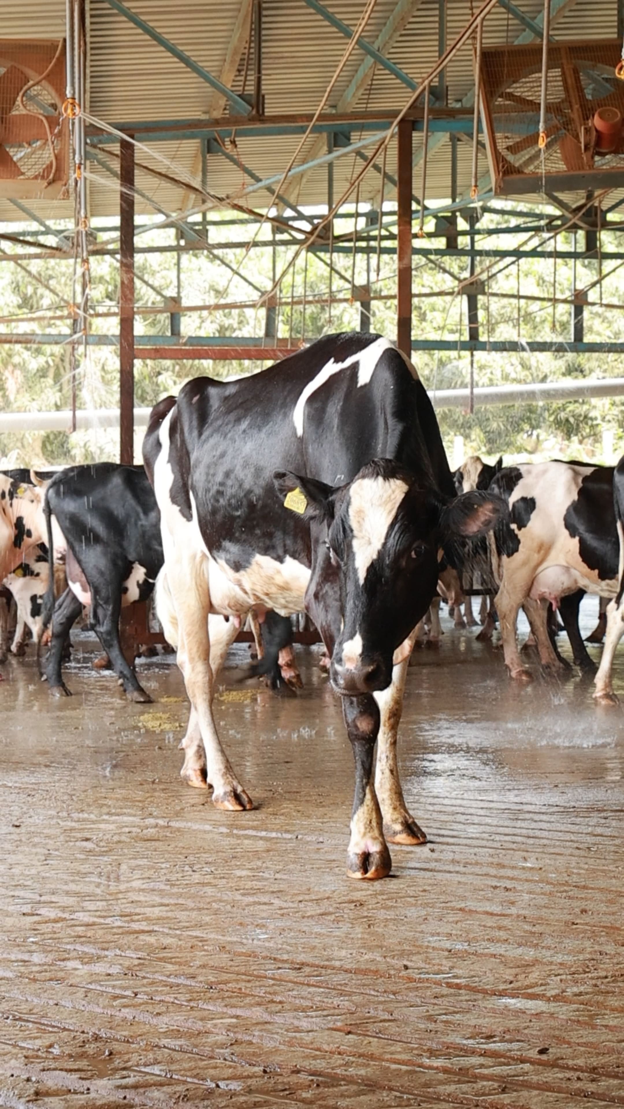 SBL Farm 2